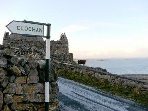 Inis Meain Cow