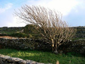 Inis Meain tree