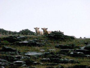 Best Buds on Inis Meain