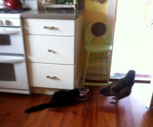 Cat and chicken sharing breakfast