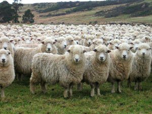 Sheep herd