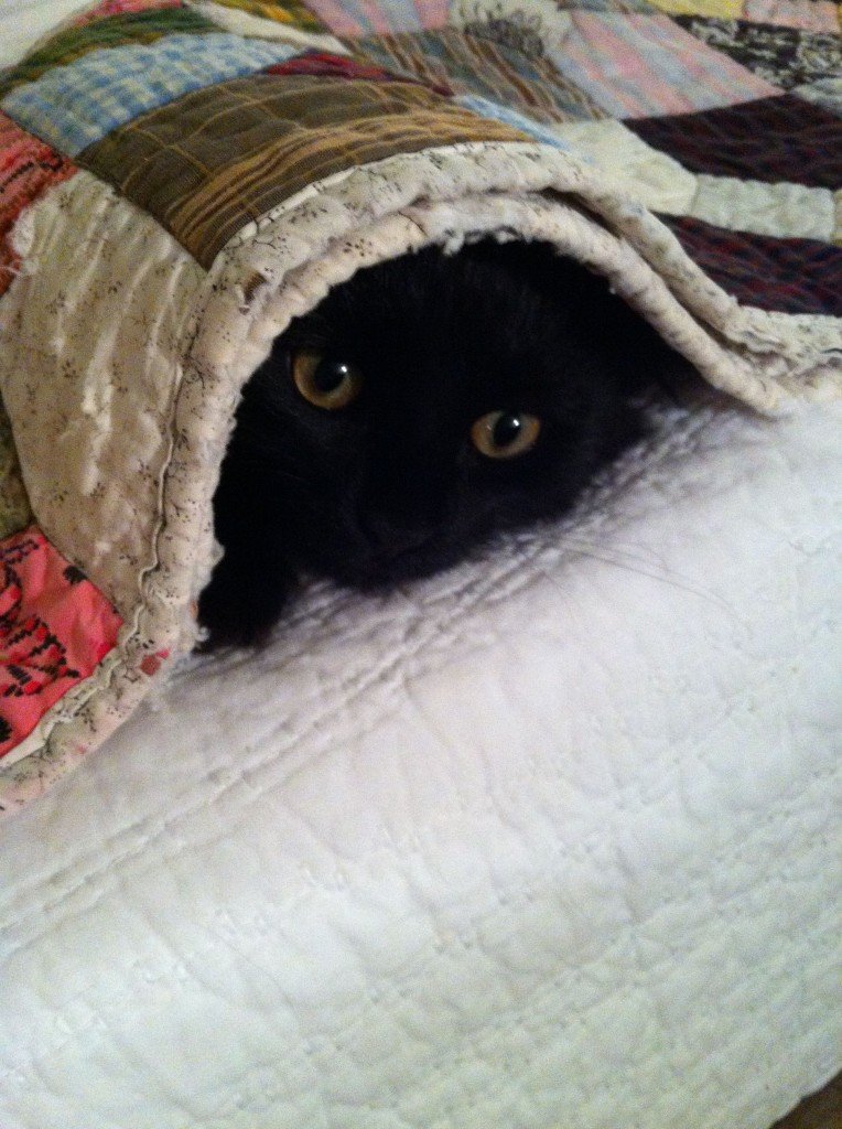 Nip-Nip hiding Nip-Nip hiding