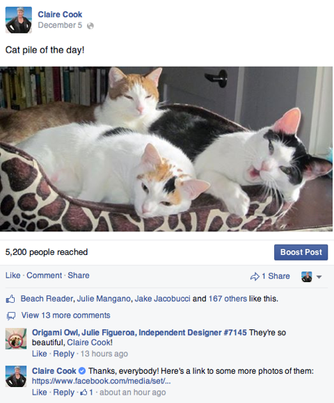 Claire Cook and cats on Facebook