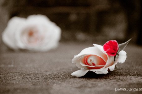 memory and memoir