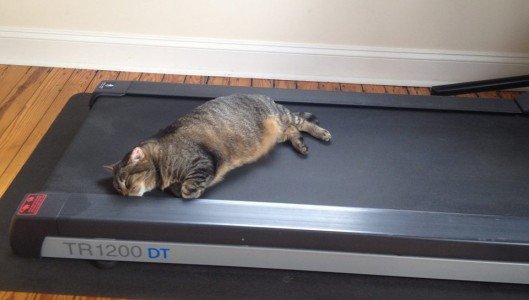 Zelda sleeping on treadmill
