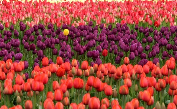 Red and purple tulips in a field, with a single yellow tulip standing out