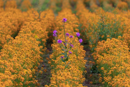 Image: amid a field of flowers with orange-gold petals, a single plant with bright purple flowers stands taller than the rest.