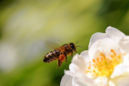 Image: a bee with a full pollen sack flying over a primrose