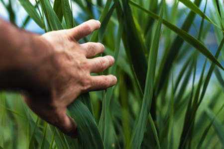 Image: a point-of-view photo of a man's hand pushing its way through tall green grasses, beyond which a body of water is barely visible.