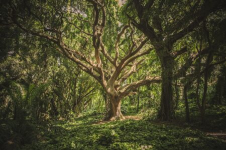 Image: a large tree with many thick, gnarled limbs stands deep within lush, green woods.
