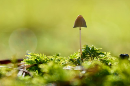 Image: close-up photo of a single, slender, delicate mushroom growing from a mossy forest floor.