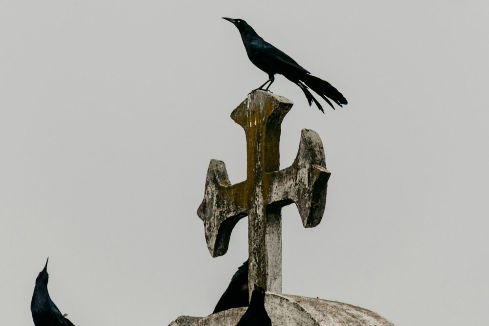Image: against a gray sky, a crow stands atop a weathered concrete cross in a cemetery.