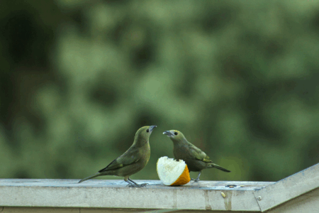 Image: two songbirds share bites from a sliced wedge of fruit that's been placed on a metal handrail.