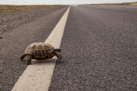 Image: a turtle walks over a white lane marker while beginning the long journey across a rural highway.