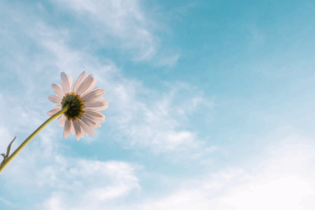 Image: the view from under a daisy, looking up at a blue sky.
