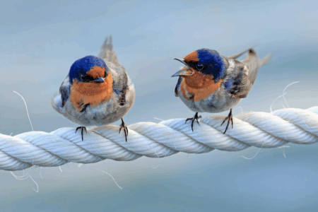 Image: In Cairns, Australia, two Welcome Swallows stand on a rope, one with its beak open and facing the other, as if speaking angrily, while the other looks somewhat taken aback.