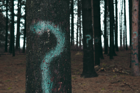 Image: within a forest, each of the trees has a question mark spray-painted on its trunk.