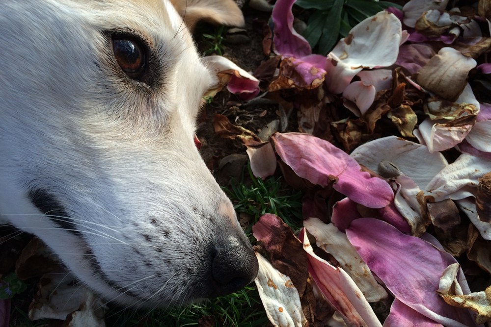 Image: a close-up photo of Baxter, a tawny and white Border Collie-Australian Shepherd mix, lying on a green lawn covered with fallen, decaying pink and white Northern Magnolia petals, and staring pensively into the distance.