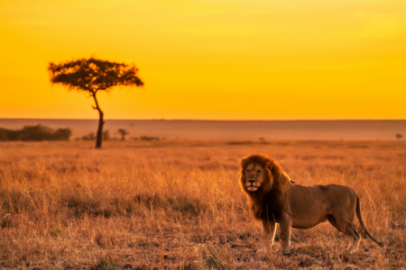 Image: a lion stands on the savanna at sunset