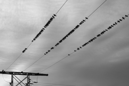 Image: black and white photo of numerous birds sitting on three parallel power lines.