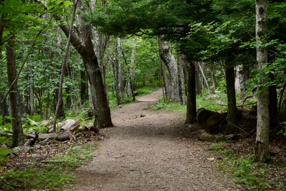 Image: a path through woods