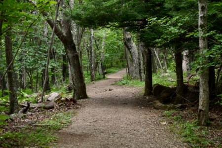 Image: a path through woods